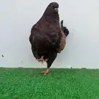 فردة مودينا برونز