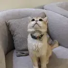 للبيع قط سكوتش فولد قولد شنشلا بيور