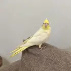 ببغاء كراوان أليف للبيع