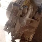 قيرات اكسنت شد بلد بدون عيار سي في تي