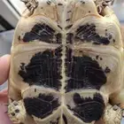 Healthy Tortoise