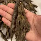 عود هندي غابات منيبور وآسام