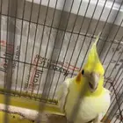 كروان ذكر للبيع