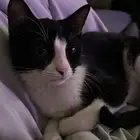 للتبني قطة اليفة