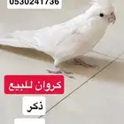 ذكر كروان للبيع