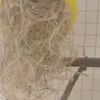 زوج ازبيرا منتج