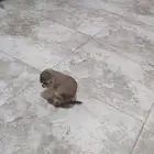 ذكر المرموط.. كلب البراري