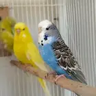 بادجي إنجليزي