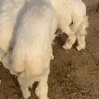 ذبايح طليان مع الذبح والتوصيل