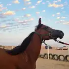 مهره واهو