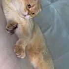 قطه سكوتش فيلد