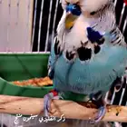 الطير البادجي