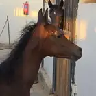 مهره واهو 3 شهور