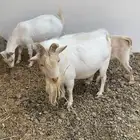 ماعز قزم عنز مع فحلها