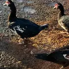 عندي ذكور بط مصري حجم جانبو العدد 2