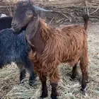 للبيع تيوس سمان و طيبات