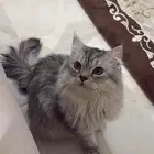 قط للبيع بكامل اغراضه