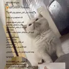 سكوتش ستريت بيور