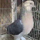 جوز تركي اورفلي