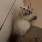 تبني قطط
