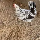 دجاج عربي ماكنتوش ( تم البيع )
