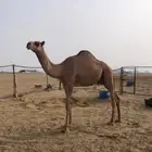 قعود للبيع مشروع فحل