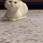 قطه مفقوده حي الاندلس..