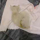 قطط للتبني