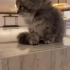 بسه للبيع