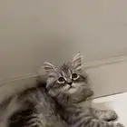 قطه ذكر شيرازي