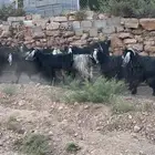 معزا مضاريع للبيع