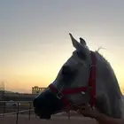 حصان اوراق للبيع
