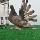 ذكر رقاص امريكي سيامي اوفررر