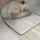 قط همالايا للتبني ..جده