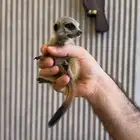 تيمون أليف لعشاق النوادر