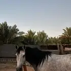 حصان للبيع