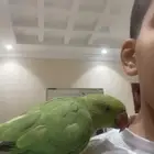 ببغاء الدرة