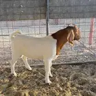 مشروع تيس بورقت بيور