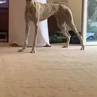 سلقه خطيره العمر سنه و 3 شهور