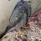 بكه