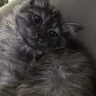 قطو ذكر للتبني