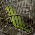 دره هندي