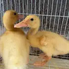 بط للبيع