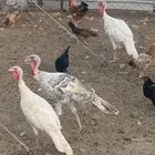 دجاج رومي ديك رومي