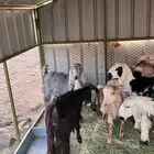 رخال وجفار نظيفه