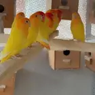 روز