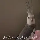 بريده