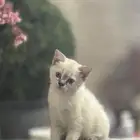 للبيع كتن انثى هجين برتش