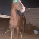 نوع العرض  جزيري كفو