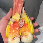 ببغاء كنيور صن شك